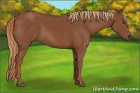 Horse Color:Chestnut Frame