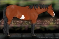Horse Color:Bay Frame