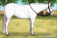 Horse Color:Bay Appaloosa and Bay Appaloosa