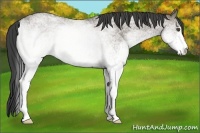 Horse Color:White Spotted Smoky Grullo Roan 