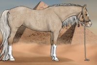 Horse Color:Silver Buckskin Roan Splash 