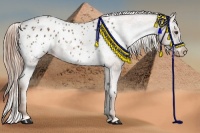 Horse Color:Chestnut Appaloosa 