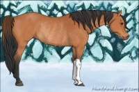 Horse Color:Bay Rabicano 