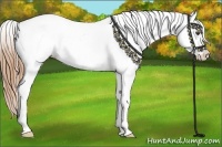 Horse Color:Chestnut Appaloosa  and Chestnut Appaloosa 