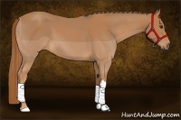 Horse Color:Chestnut  and Chestnut 