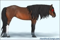 Horse Color:Bay Rabicano 