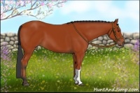 Horse Color:Bay 