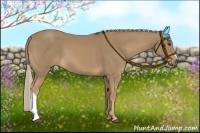 Horse Color:Palomino 