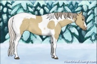 Horse Color:Chocolate Palomino Dun Tobiano 