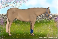 Horse Color:Palomino