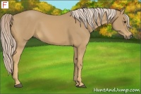 Horse Color:Palomino