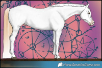 Horse Color:Chestnut Appaloosa and Chestnut Appaloosa