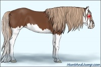 Horse Color:Chestnut Splash 
