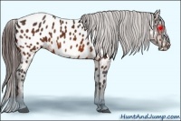 Horse Color:Bay Splash Frame Appaloosa  Brindle