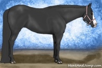 Horse Color:Black Splash