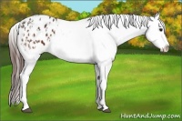 Horse Color:Bay Appaloosa and Bay Appaloosa