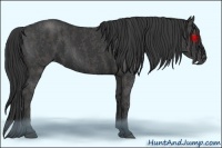 Horse Color:Black  Brindle