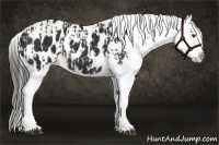 Horse Color:Liver Chestnut Appaloosa  and Liver Chestnut Appaloosa 