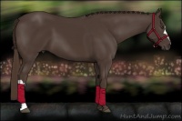 Horse Color:Liver Chestnut 