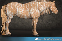 Horse Color:Buckskin Appaloosa  Brindle