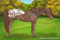 Horse Color:Chestnut Appaloosa