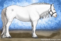 Horse Color:Chocolate Palomino Sabino Appaloosa Brindle