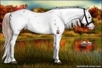 Horse Color:Liver Chestnut Appaloosa  and Liver Chestnut Appaloosa 