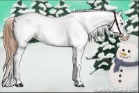 Horse Color:Chestnut Appaloosa  and Chestnut Appaloosa 