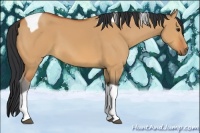 Horse Color:Bay Dun Tobiano 