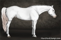 Horse Color:Palomino Onyx Appaloosa 