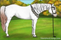 Horse Color:Bay Appaloosa  and Bay Appaloosa 
