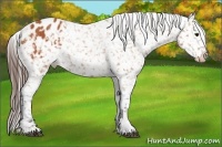 Horse Color:Bay Appaloosa Brindle