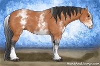 Horse Color:White Spotted Bay 