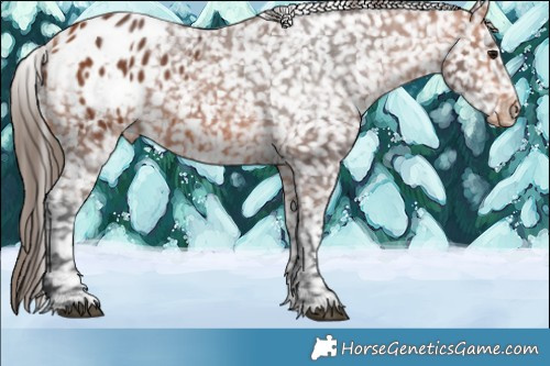 Horse Color:Bay Appaloosa  Brindle