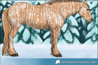 Horse Color:Bay Appaloosa  Brindle