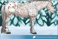 Horse Color:Bay Appaloosa  Brindle