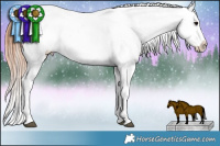 Horse Color:Bay Appaloosa and Bay Appaloosa