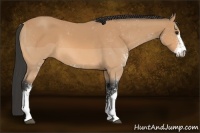 Horse Color:Buckskin Sabino
