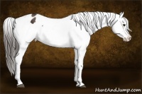 Horse Color:Liver Chestnut Appaloosa Brindle