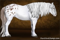 Horse Color:Chestnut Appaloosa  Brindle