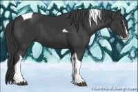 Horse Color:Black Splash Tobiano