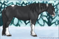 Horse Color:Black Splash Tobiano