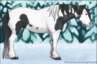 Horse Color:Black Splash Tobiano