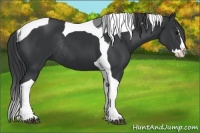 Horse Color:Black Splash Tobiano Rabicano