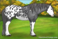 Horse Color:Black Splash Blanket 