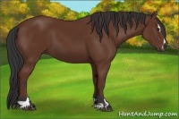 Horse Color:Bay Sabino 