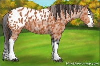 Horse Color:Bay Splash Blanket 