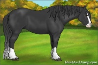 Horse Color:Black Splash 