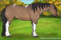 Horse Color:Bay Dun Tobiano 
