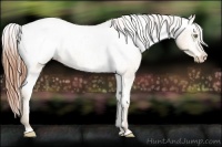 Horse Color:Amber Champagne Appaloosa 